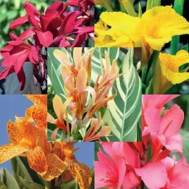 zestaw-kanna-canna-paciorecznik-5-szt-bylina-sadzonka-sadzonki