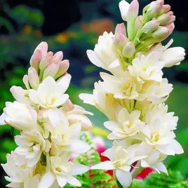 polianthes-tuberosa-tuberoza-wonna-1-szt-cebulki-cebule-kwiaty
