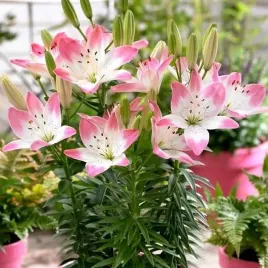 lilia-azjatycka-doniczkowa-sugar-love-1-szt-cebulki-cebule-lilii-lilie
