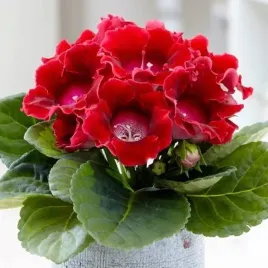 gloxinia-gloksynia-defiance-1-szt-bylina-sadzonka-sadzonki