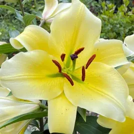 lilia-drzewiasta-manissa-14-16-1-szt-cebulki-cebule-lilii-lilie