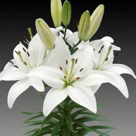 lilia-azjatycka-canova-14-16-1-szt-cebulki-cebule-lilii-lilie