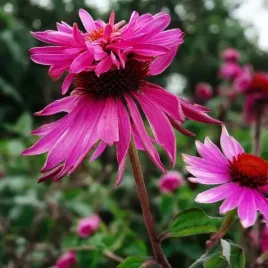 echinacea-jezowka-purpurea-double-decker-1-szt-bylina-sadzonka-sadzonki