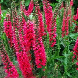 veronica-spicata-przetacznik-czerwony-1-szt-sadzonka-sadzonki
