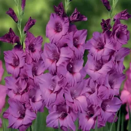 gladiolus-mieczyk-thalia-5-szt-cebulki-cebule-kwiaty