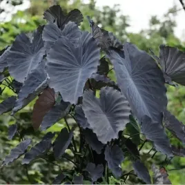 colocasia-kolokazja-black-magic-1-szt-cebulki-cebule-kwiaty