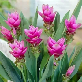 curcuma-kurkuma-pink-wonder-1-szt-cebulki-cebule-kwiaty