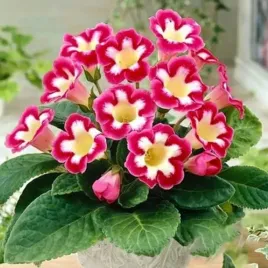 gloxinia-gloksynia-blanche-de-meru-1-szt-bylina-sadzonka-sadzonki