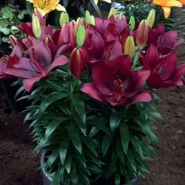 lilia-azjatycka-doniczkowa-tiny-comfort-1-szt-cebulki-cebule-lilii-lilie