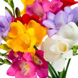 freesia-frezja-pojedyncza-mieszanka-mix-10-szt-cebulki-cebule-kwiaty