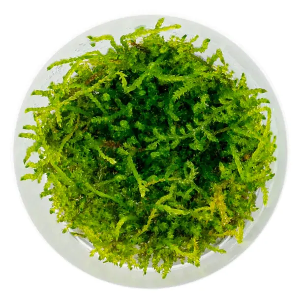 mech-do-akwarium-java-moss-roslina-sadzonka-invitro-porcja