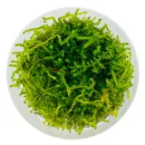 mech-do-akwarium-java-moss-roslina-sadzonka-invitro-porcja