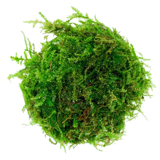 mech-do-akwarium-java-moss-roslina-sadzonka-invitro-porcja-rodzaj-mchy-i-watrobowce