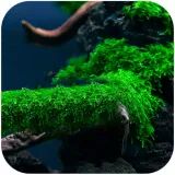 mech-do-akwarium-java-moss-roslina-sadzonka-invitro-porcja-stan-nowy