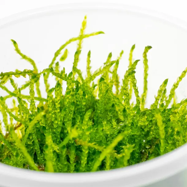 mech-do-akwarium-java-moss-roslina-sadzonka-invitro-porcja-stan-opakowania-oryginalne