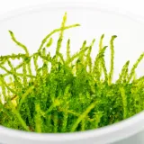 mech-do-akwarium-java-moss-roslina-sadzonka-invitro-porcja-stan-opakowania-oryginalne