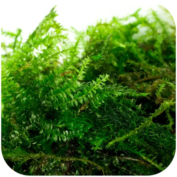 mech-do-akwarium-java-moss-roslina-sadzonka-invitro-porcja-kod-producenta-sadzonka-roslina-java-moss-30