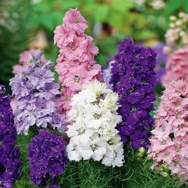 ostrozka-letnia-mix-kolorow-nasiona-kwiatow-609-toraf