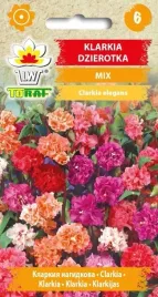 klarkia-dzierotka-mix-mieszanka-nasiona-kwiatow-536-toraf