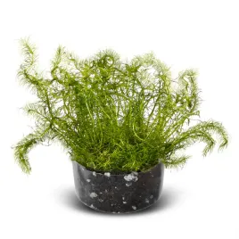 sadzonka-do-akwarium-porcja-bacopa-myriophylloides-roslina-invitro