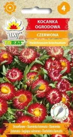 kocanka-ogrodowa-czerwona-nasiona-kwiatow-542-toraf