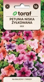 petunia-niska-zylkowana-mix-kolorow-nasiona-kwiatow-614-toraf