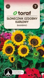 slonecznik-ozdobny-karlowy-bambino-nasiona-kwiatow-642-toraf