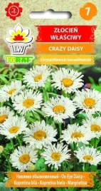 zlocien-wlasciwy-crazy-daisy-nasiona-kwiatow-683-toraf