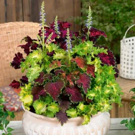 nasiona-koleus-rokoko-ozdobna-barwne-karbowane-liscie-premium-seeds-002g