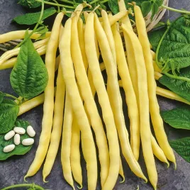 nasiona-fasola-neckargold-szparagowa-zolta-bez-wlokien-premium-seeds-10-g