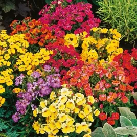 nasiona-nemezja-karneval-mix-jednoroczna-geste-kepy-premium-seeds-05-g