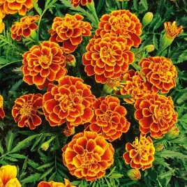 nasiona-aksamitka-queen-sophia-jednoroczna-rozkrzewiona-premium-seeds-1g