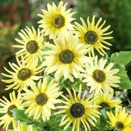 nasiona-slonecznik-ogorkolistny-italian-green-heart-premium-seeds-0-5-g