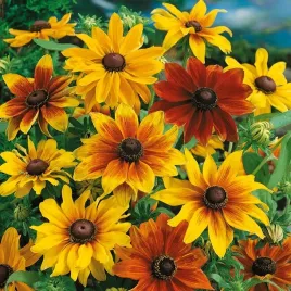nasiona-rudbekia-dwubarwna-mieszanka-kwiaty-rabaty-ogrod-premium-seeds-1-g