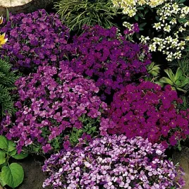 nasiona-zagwin-mieszanka-kwiaty-rabaty-ogrod-skalny-premium-seeds-03-g