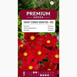 nasiona-onetek-kosmos-sensation-niski-karmino-czerwony-premium-seeds-2-g