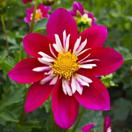 nasiona-dalia-zmienna-kolnierzykowa-mix-kwiaty-ogrod-premium-seeds-05-g