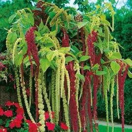 nasiona-szarlat-ogrodowy-mieszanka-kolorow-roslina-ogrod-premium-seeds-1-g