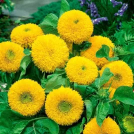 nasiona-slonecznik-teddy-bear-kwiaty-ciete-rabaty-ogrod-premium-seeds-2-g