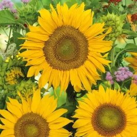 slonecznik-ozdobny-sunspot-karlowy-znawcow-nasiona