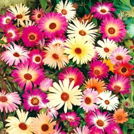 nasiona-przypoludnik-kwiaty-mieszanka-rabaty-ogrodnictwo-premium-seeds-05g