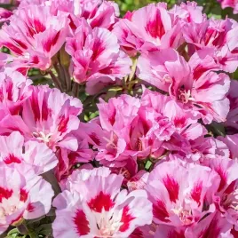 nasiona-godecja-wielokwiatowa-marszawa-kwiaty-ogrod-premium-seeds-1-g