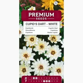 kupidynek-bialy-ogrodnictwo-kwiaty-ogrod-skalny-rabatypremium-seeds-01-g