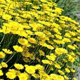 nasiona-rumian-zolty-kwiaty-ogrody-skalne-murki-skarpy-premium-seeds-1-g