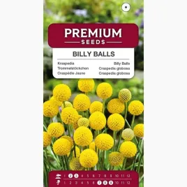 nasiona-kraspedia-kwiaty-na-rabaty-do-ogrodkow-skalnych-premium-seeds-01-g