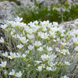 nasiona-rogownica-biebersteina-biala-ogrody-skalne-mury-premium-seeds-03-g