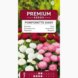 nasiona-stokrotka-pomponette-mieszanka-kwiaty-mix-kolorow-premium-seeds