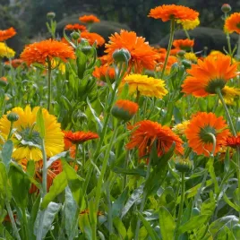 nasiona-nagietka-lekarskiego-nagietek-lekarski-leczniczy-premium-seeds-2g