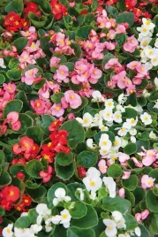 nasiona-begonia-stale-kwitnaca-wysoka-mieszanka-kolorow-premium-seeds-002g