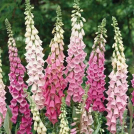 nasiona-naparstnica-foxy-mix-kwiaty-ogrod-mieszane-rabaty-premium-seeds-1g